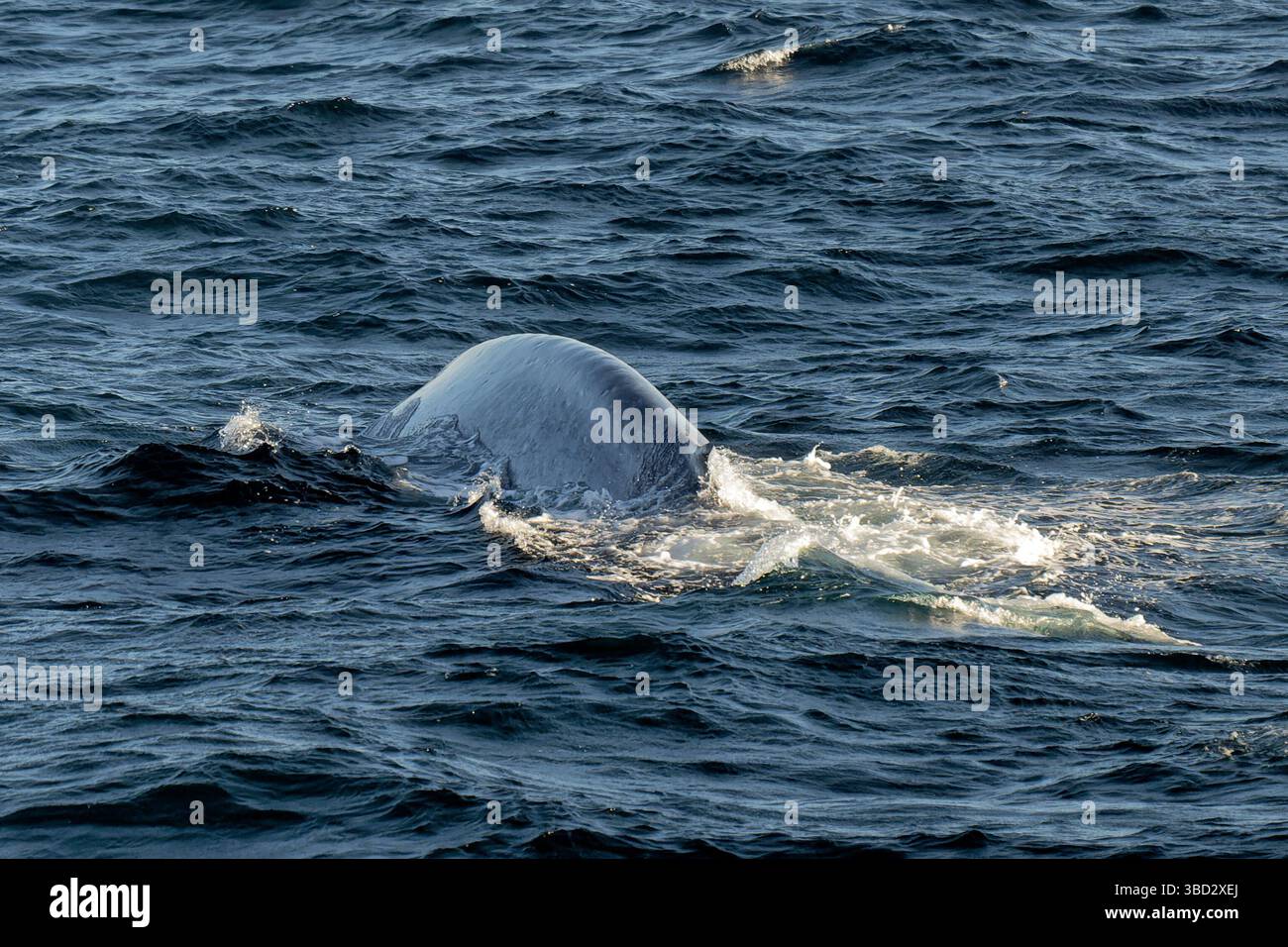 A Magnificent Blue Whale (Balaenoptera musculus Stock Photo - Alamy