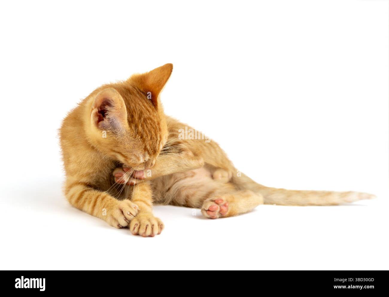 A charming orange kitten licking his leg, on white background Stock Photo