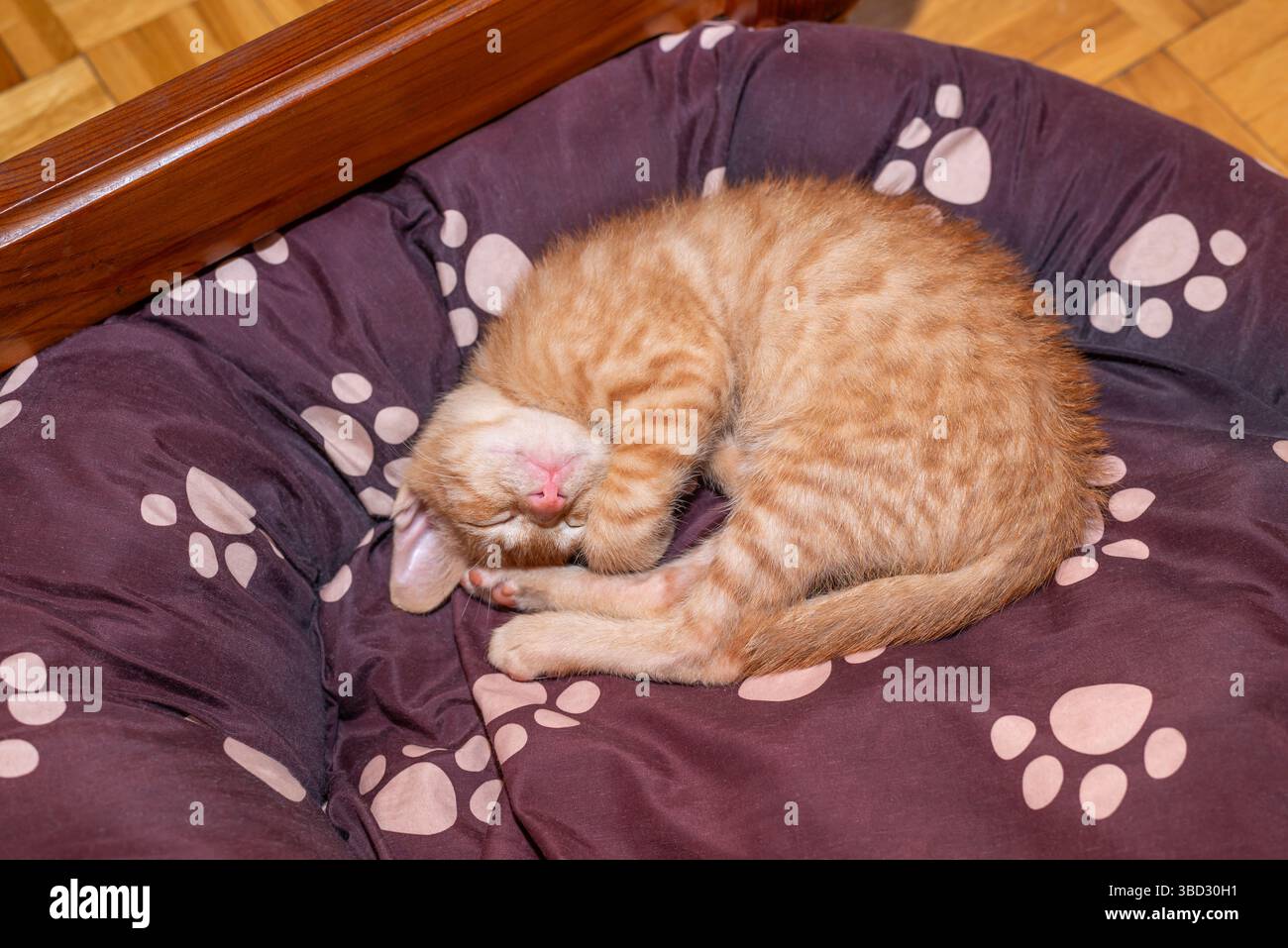 An orange kitten is sleeping curled up on a doggy bed Stock Photo