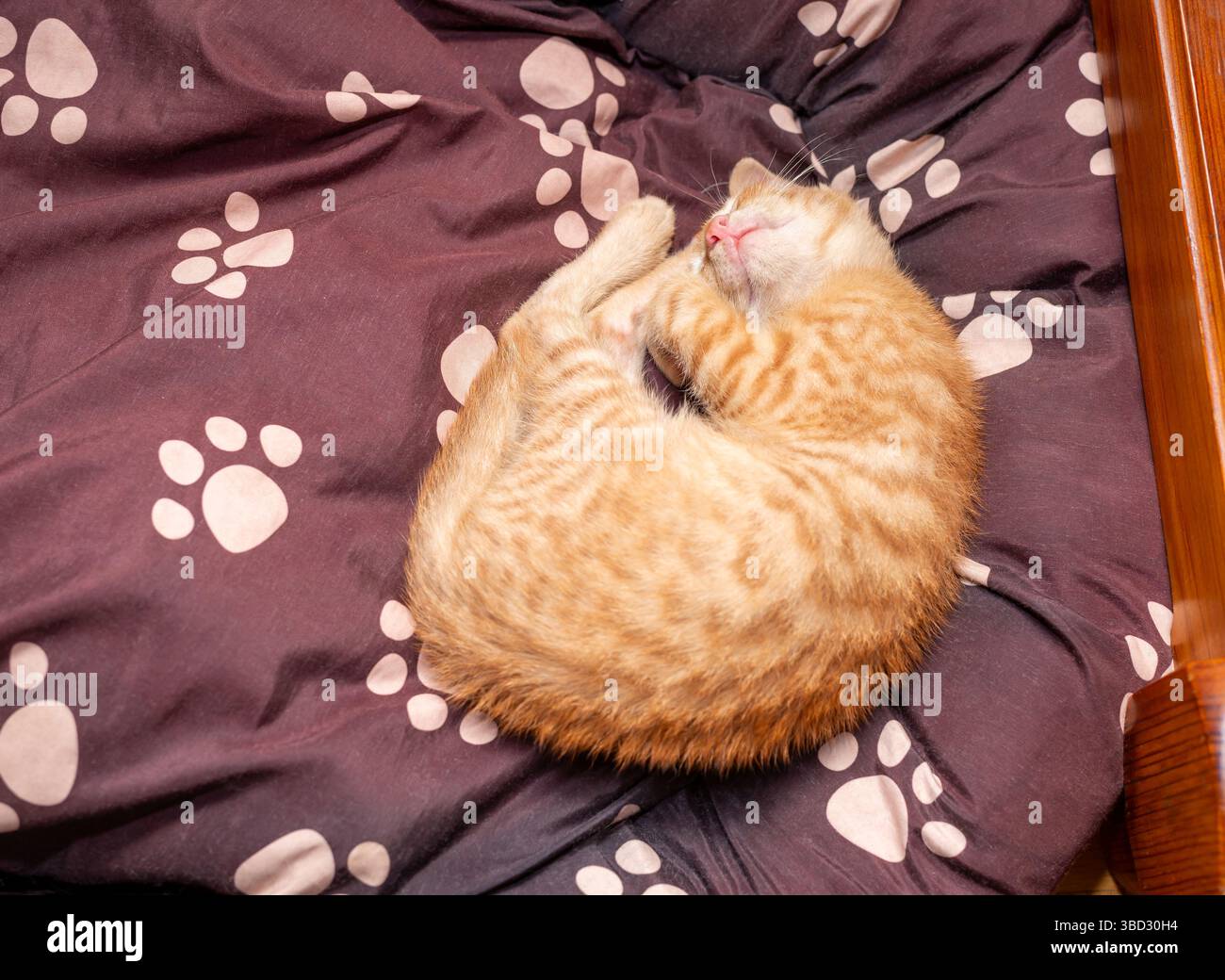 An orange kitten is sleeping curled up on a doggy bed Stock Photo