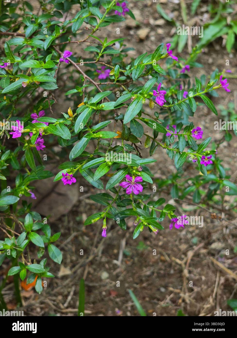 Close up of a cuphea plant with vibrant purple flowers and green leaves - Smartphone Captured Stock Image