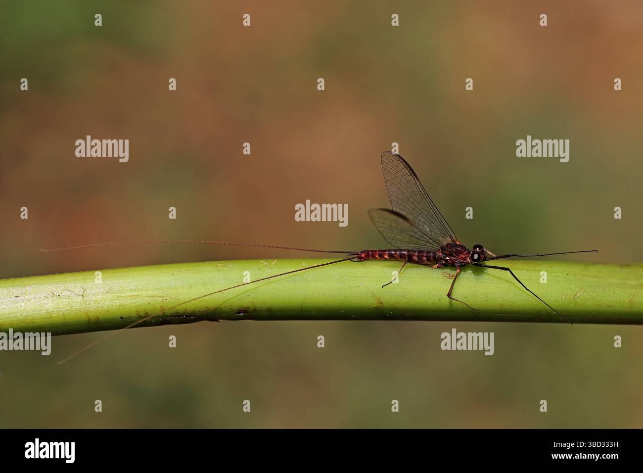 Early Summer Mayfly - Siphlonurus aestivalis - male imago - a species of primitive minnow mayflies Stock Photo