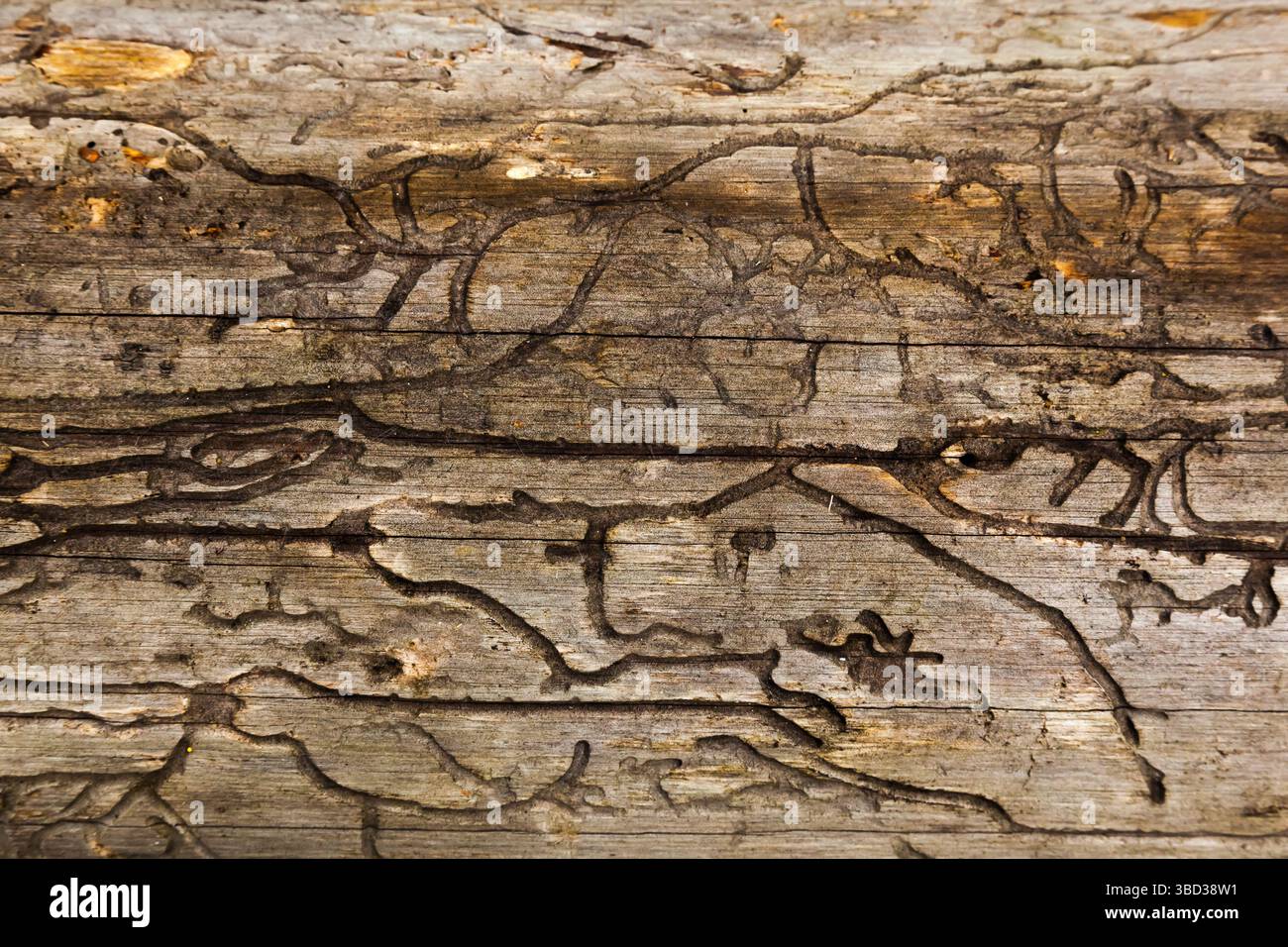 The texture of an old, dry tree without bark, gnawed by a bark beetle. Stock Photo