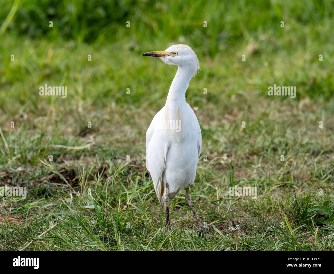 A Cattle Egret, Bubulcus ibis at Martin mere, Lancashire, UK Stock ...