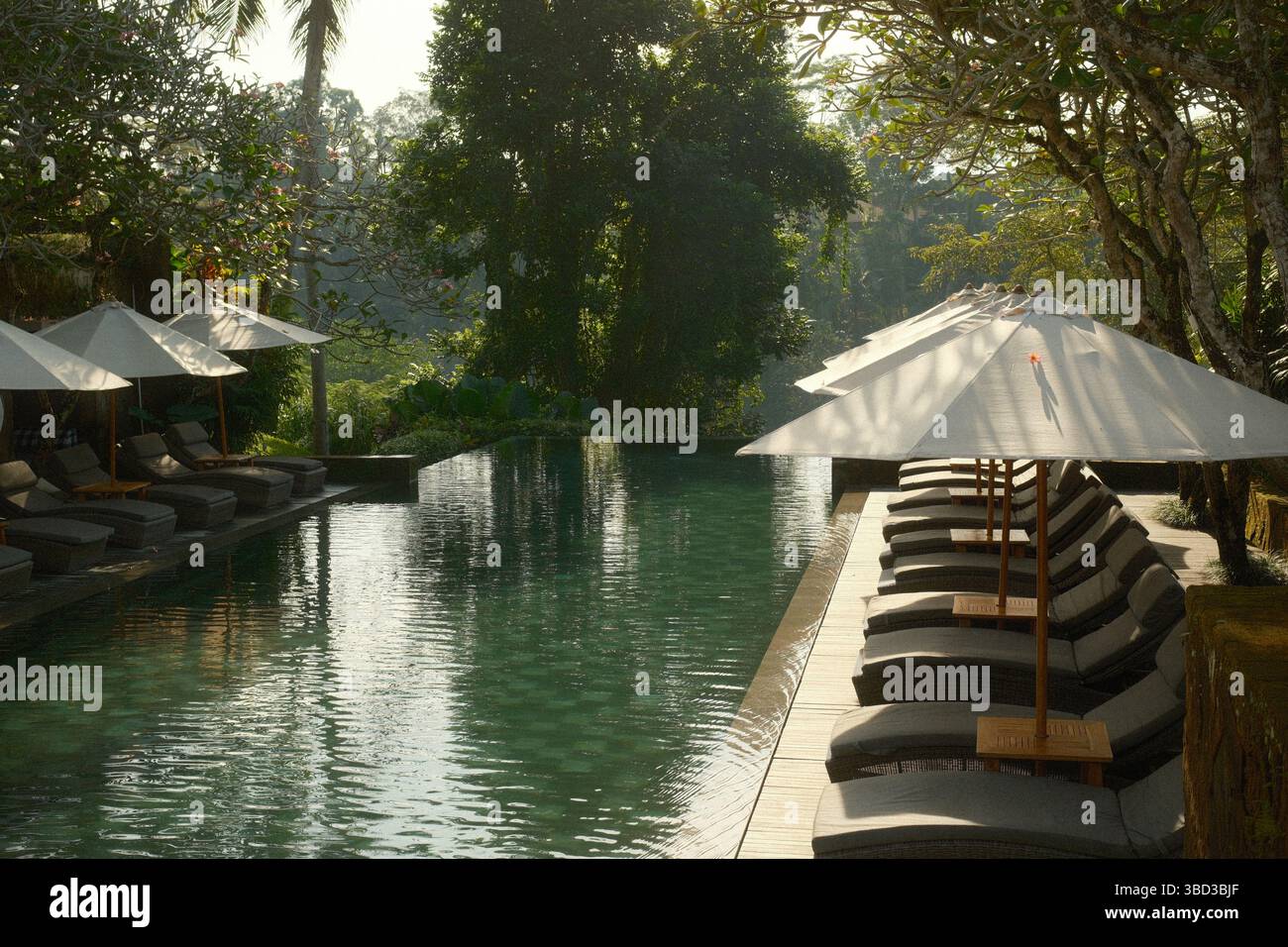Infinity pool in forest hi-res stock photography and images - Alamy