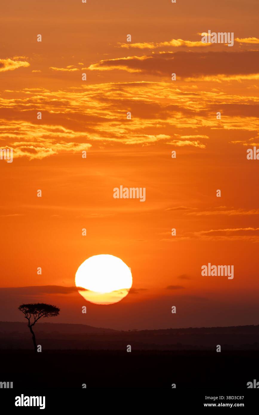Masai mara kenya lone hi-res stock photography and images - Alamy
