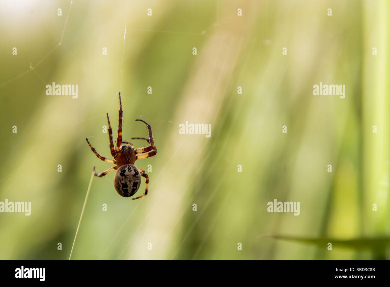 Gartenkreuzspinne im Netz Stock Photo