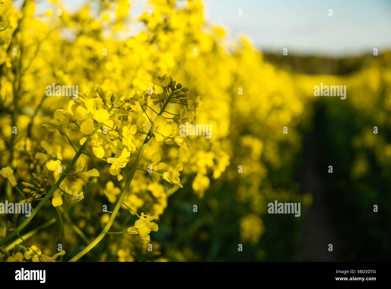 Vibrant yellow canola flowers in a lush field during golden hour with a bright sunny sky in the background for a serene natural scene. Stock Photo