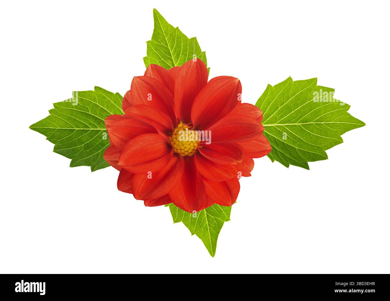 Dhalia pinnata flower isolated on white background Stock Photo