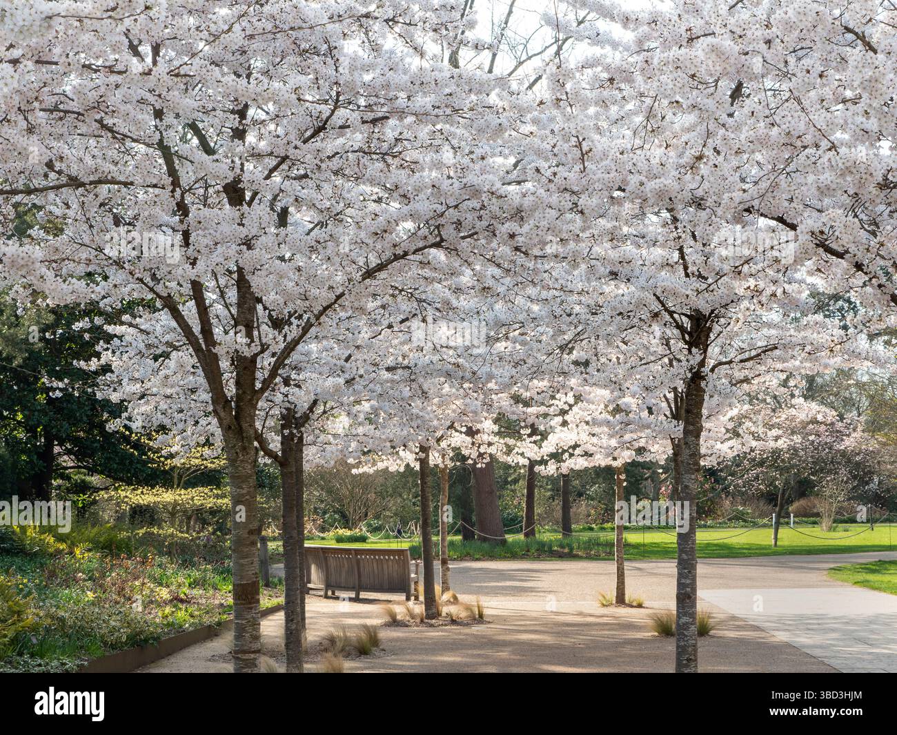 RHS WISLEY SPRING YOSHINO CHERRY Prunus x yedoensis perfect Japanese ...