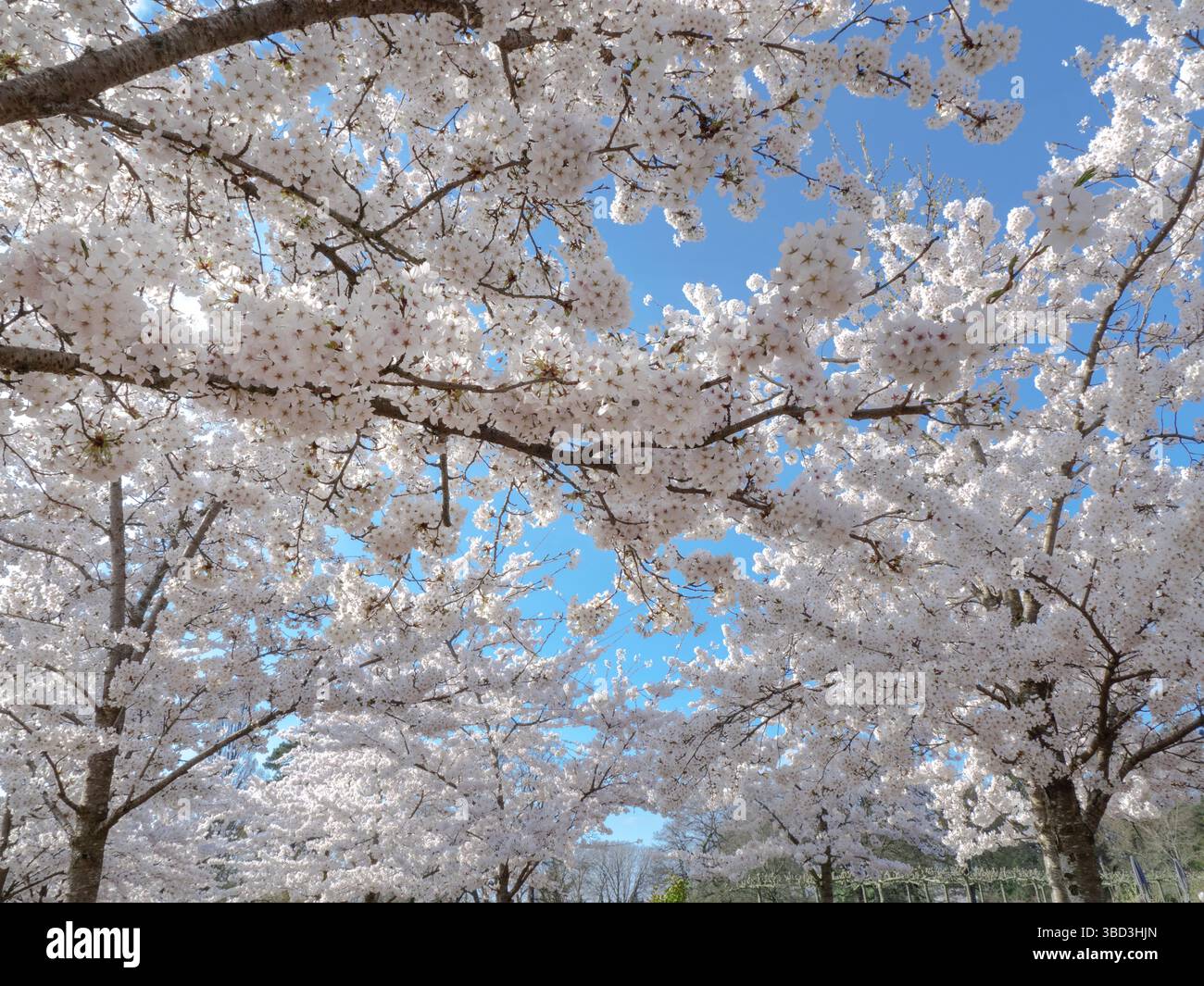 RHS WISLEY SPRING YOSHINO CHERRY Prunus x yedoensis perfect Japanese ...