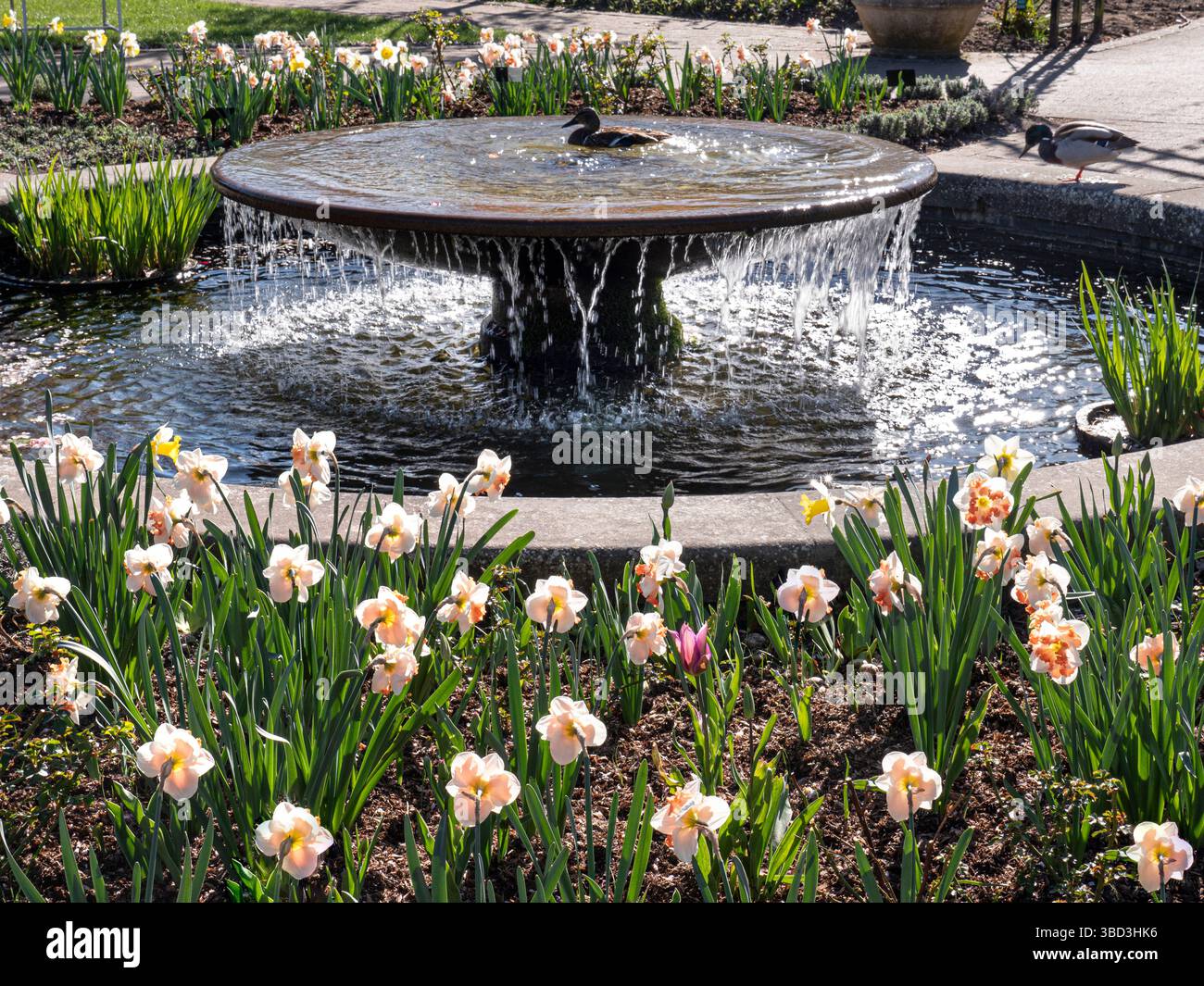 Garden pond and water feature hi-res stock photography and images - Alamy