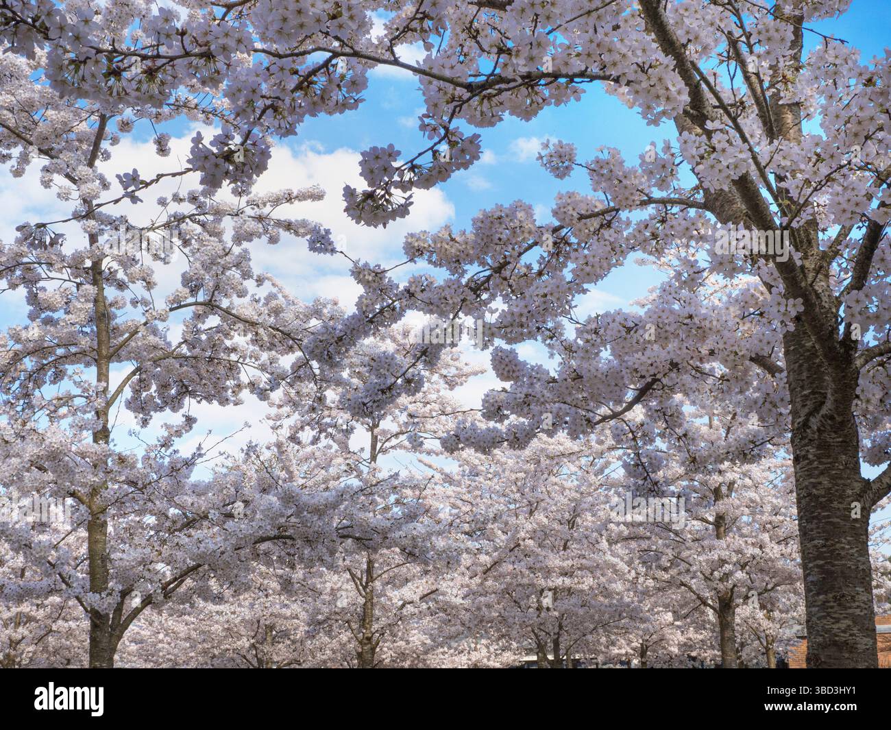RHS WISLEY SPRING YOSHINO CHERRY Prunus x yedoensis spring blossom, at ...