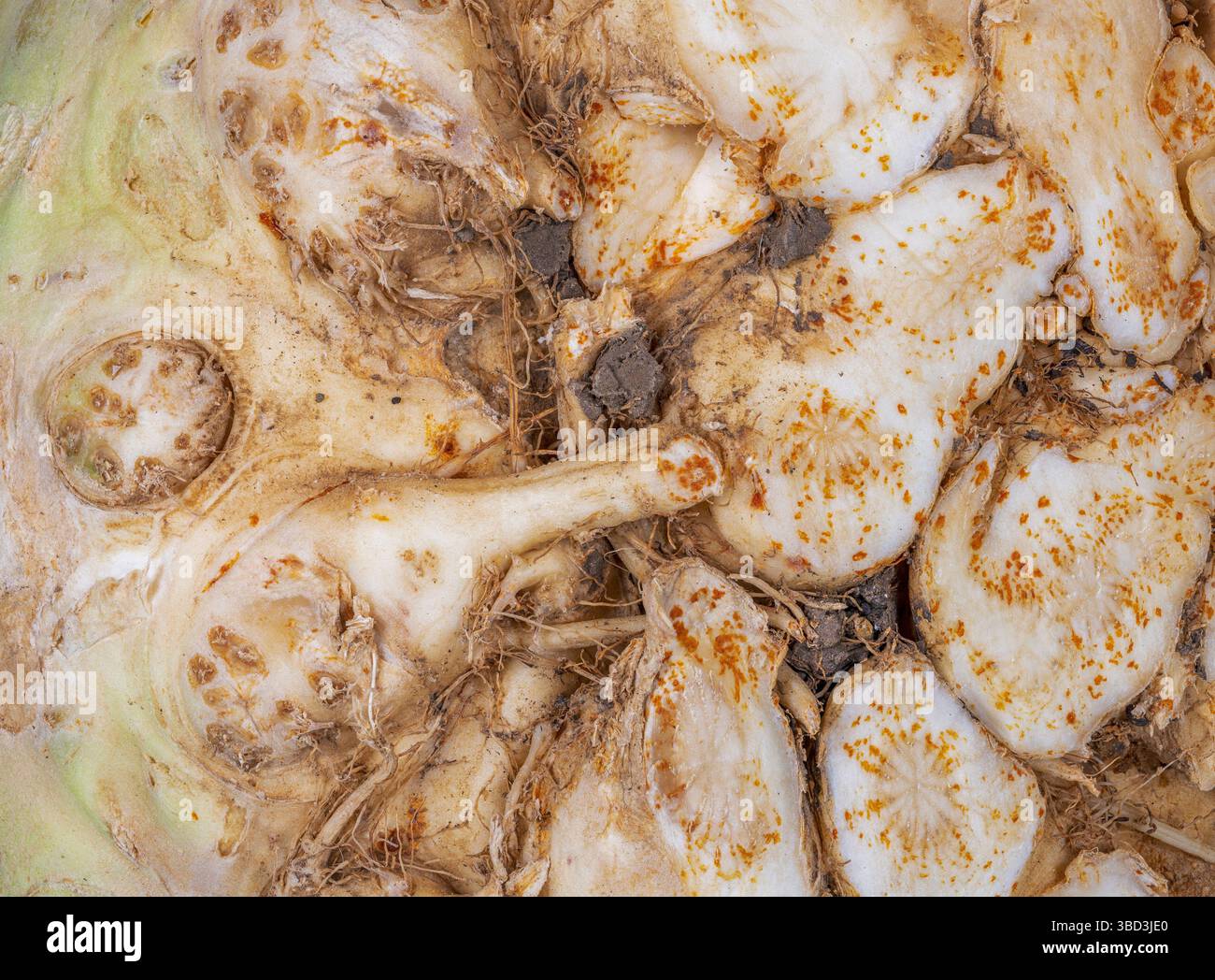 Abstract macro background of a celery root Stock Photo