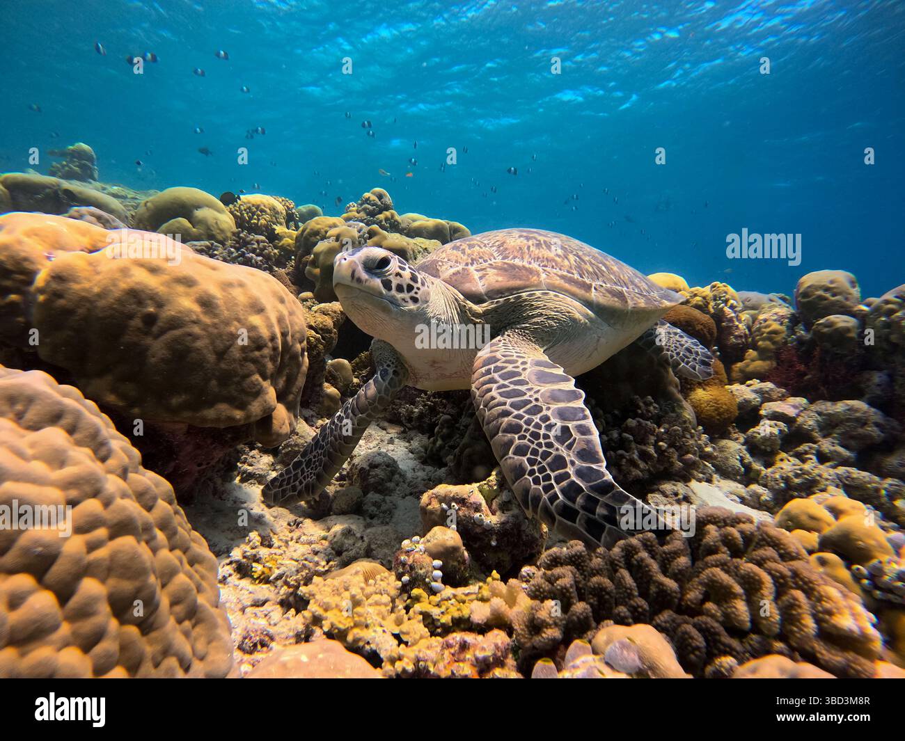 A green sea turtle glides gracefully through vibrant coral reefs in the ...