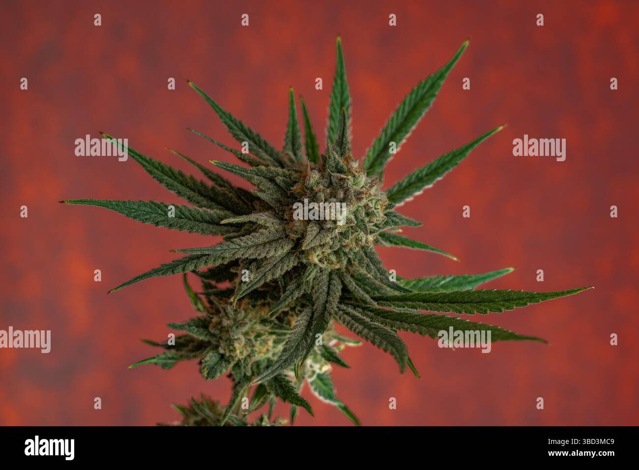 Water melon variety of marijuana flower with ripened color blossom Stock Photo
