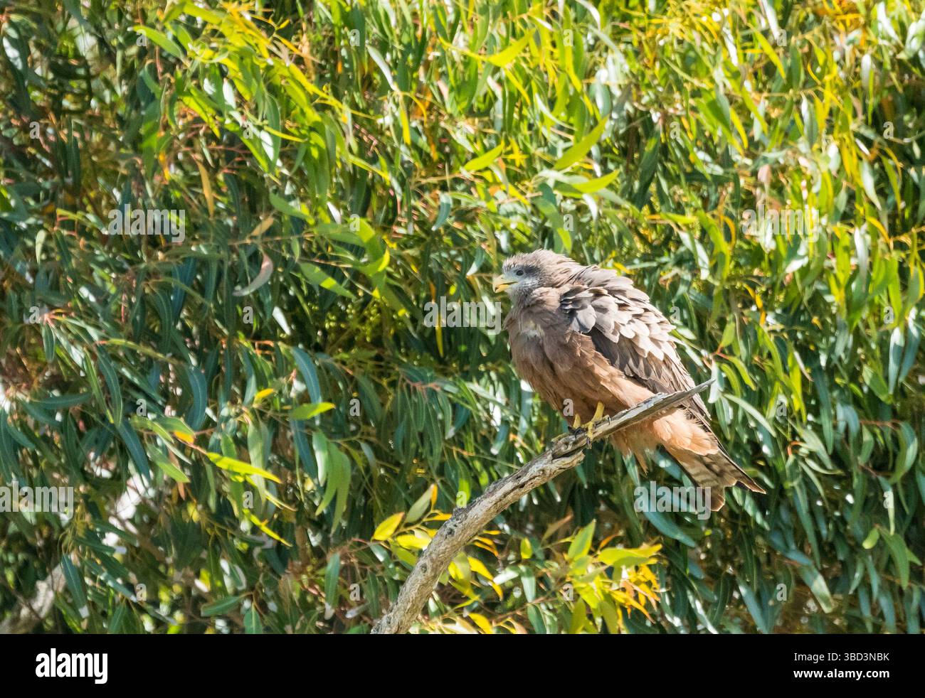 adult yellow billed kite bird (Milvus aegyptius) perched on a branch of a tree with ruffled feathers Western Cape, South Africa concept birds of prey Stock Photo