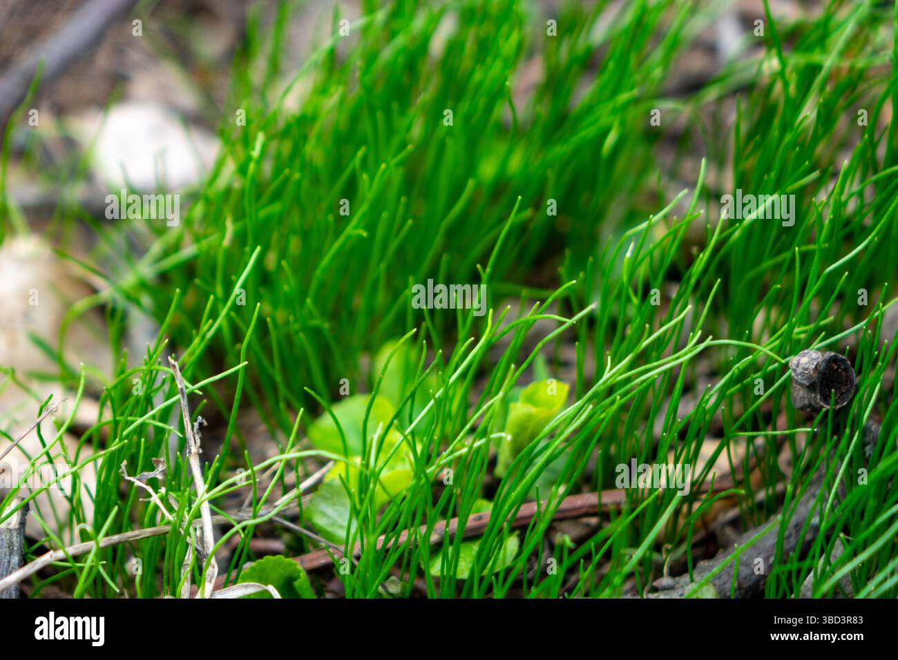 Lush green grass emerges hi-res stock photography and images - Alamy