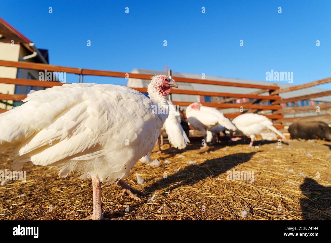 Turkeys Roaming Turkeys roaming on a farm in early morning sunlight with shadows cast ...