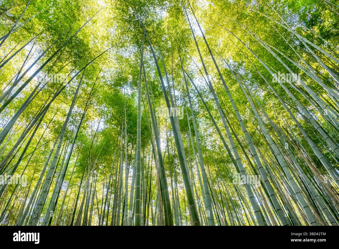 sagano bamboo forest arashiyama japan