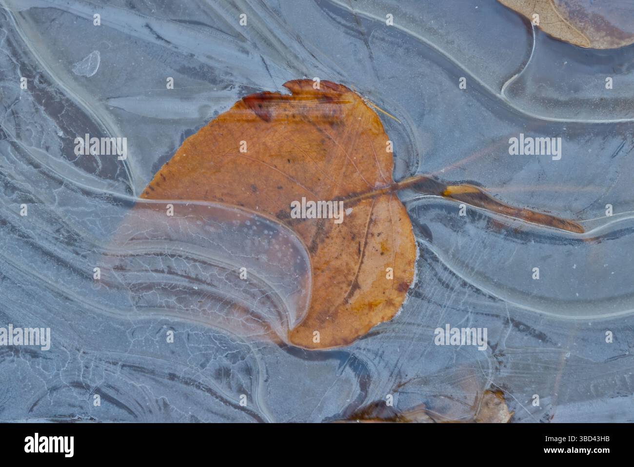 Fallen cottonwood leaf frozen in puddle of ice Stock Photo - Alamy