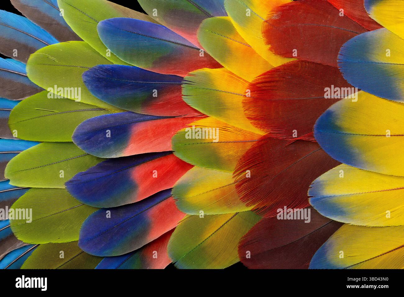 Feather design comprised of macaw feathers along with parrot feathers. Stock Photo