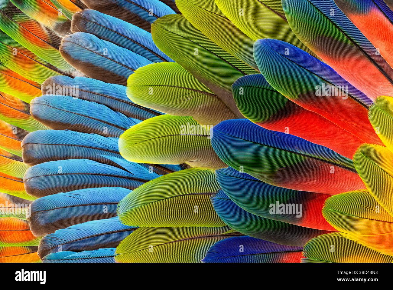 Feather design comprised of macaw feathers along with parrot feathers. Stock Photo