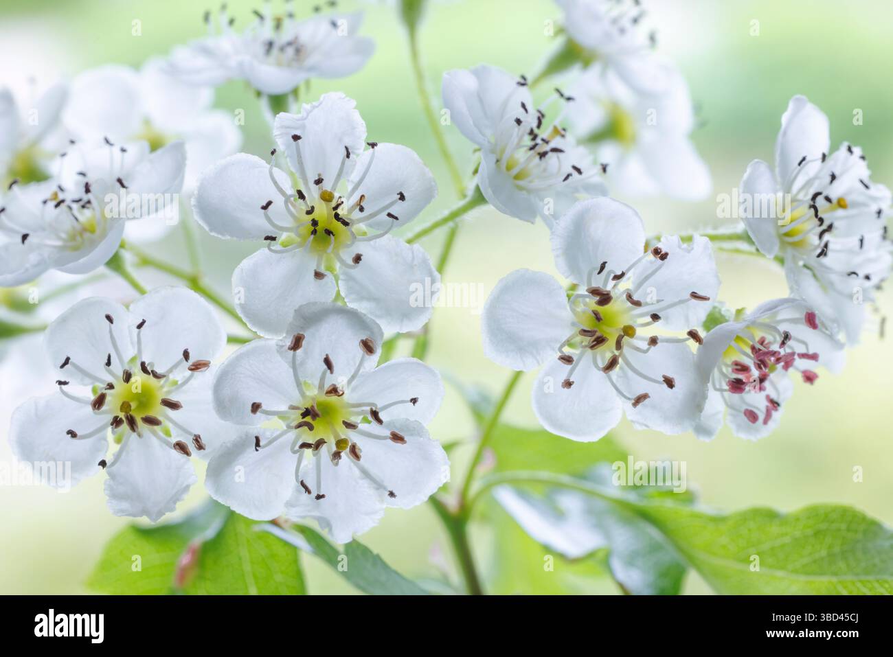 USA, Washington State, Seabeck. Hawthorn blossoms close-up. Stock Photo