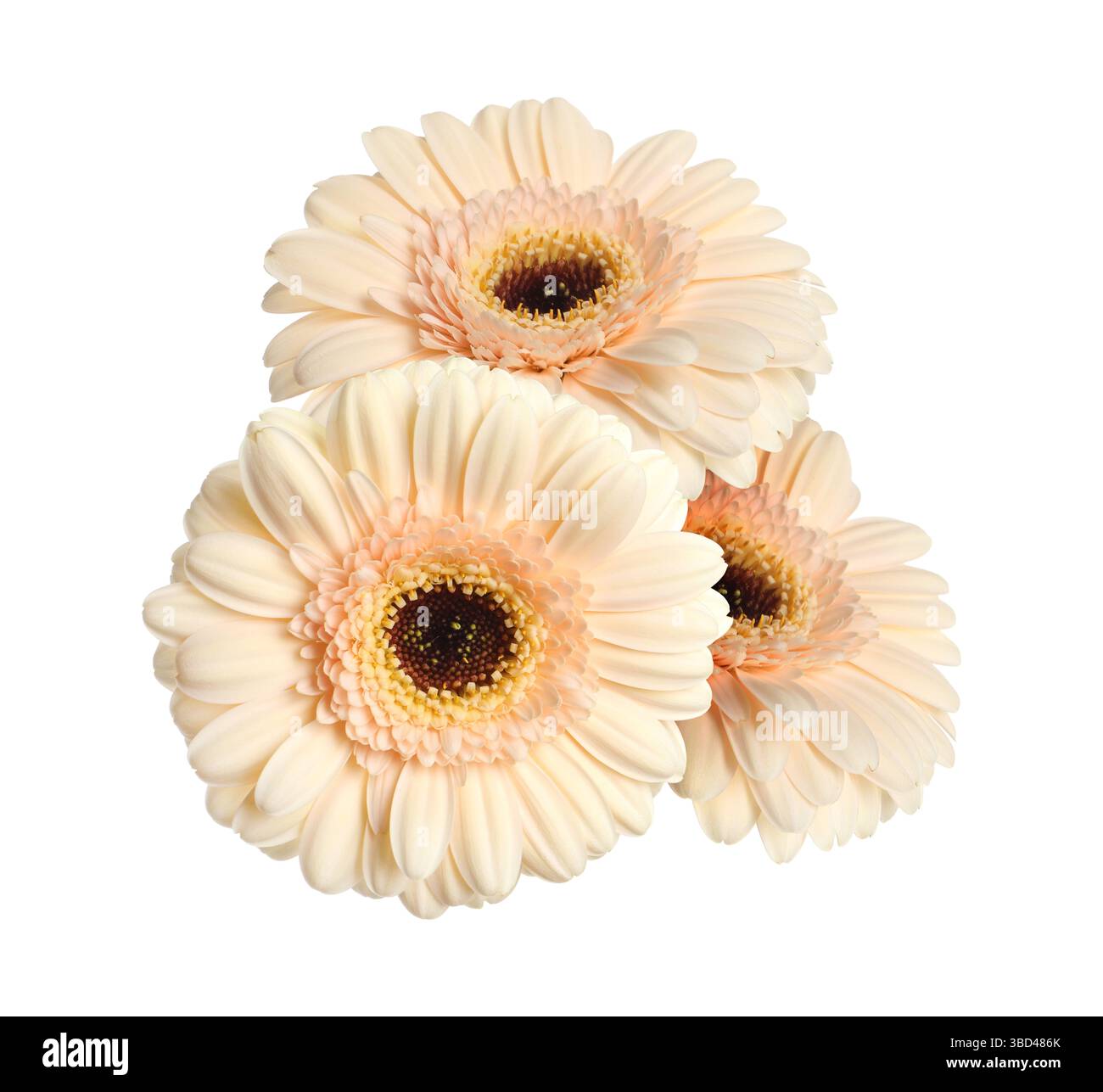 Beautiful beige gerbera flowers isolated on white Stock Photo