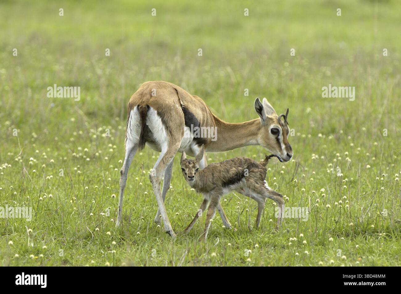Baby birth africa hi-res stock photography and images - Alamy