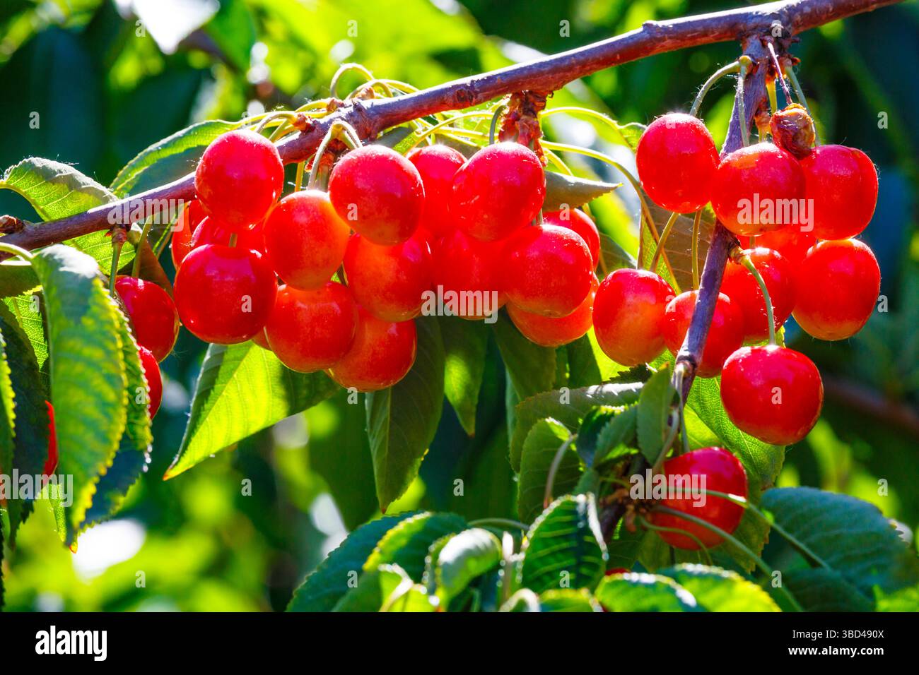 Cherries on the branch, Yakima, Washington State, USA. Stock Photo
