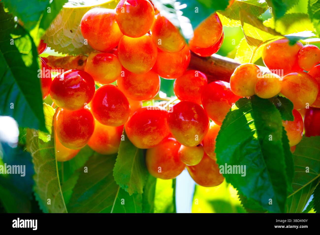 Cherries on the branch, Yakima, Washington State, USA. Stock Photo