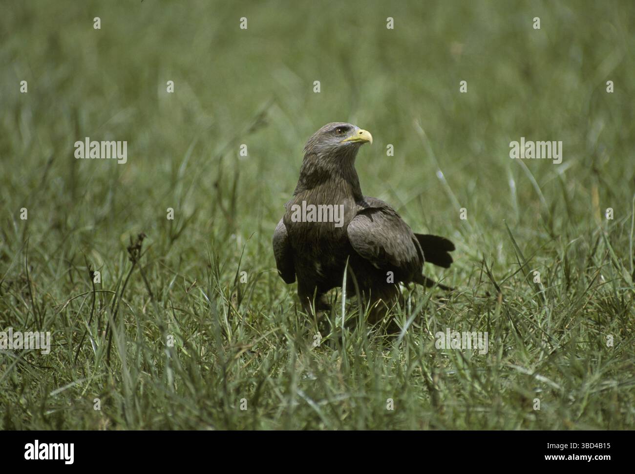 Yellow-billed Kite (Milvus migrans parasitus), standing in grass Stock Photo
