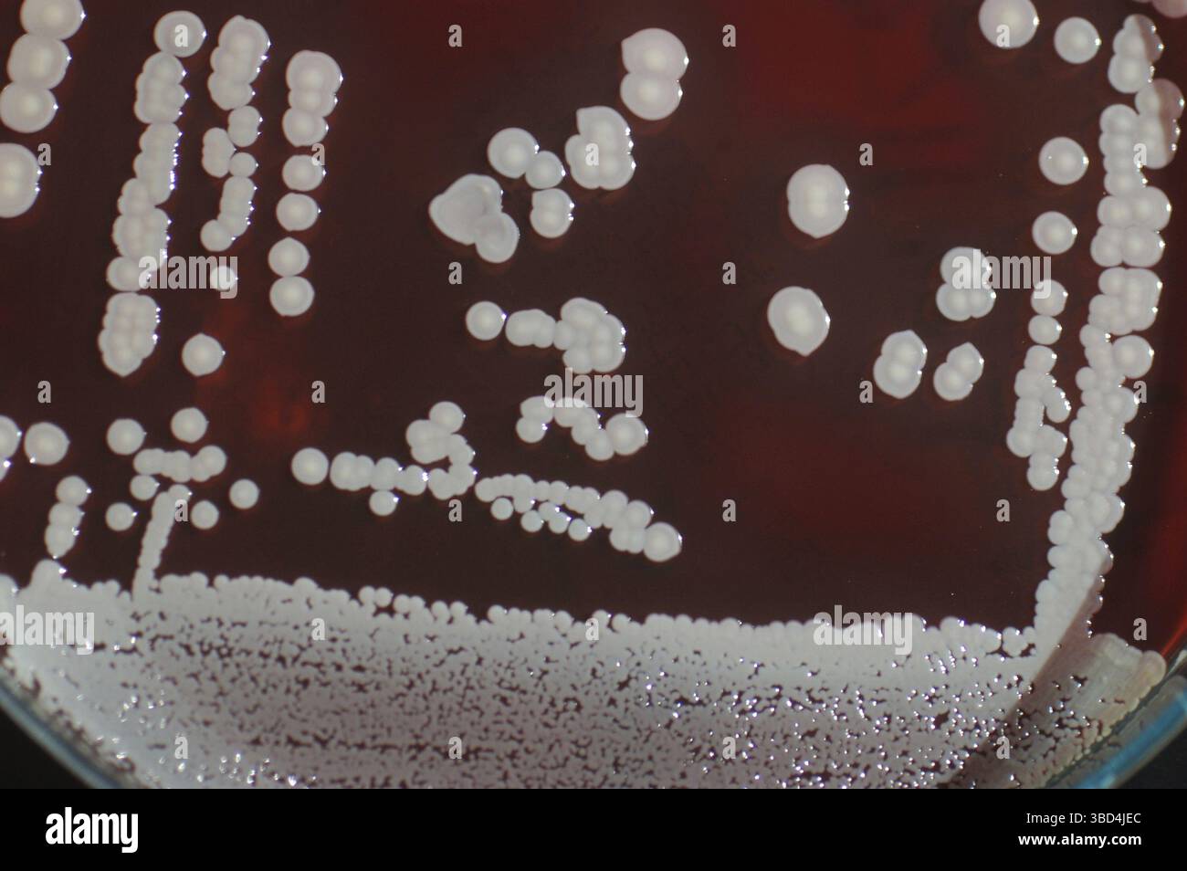 Bacterial colonies growing in sheep blood medium on a petri dish Stock Photo