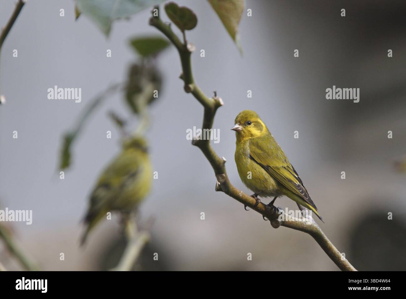 Tibetan siskin hi-res stock photography and images - Alamy
