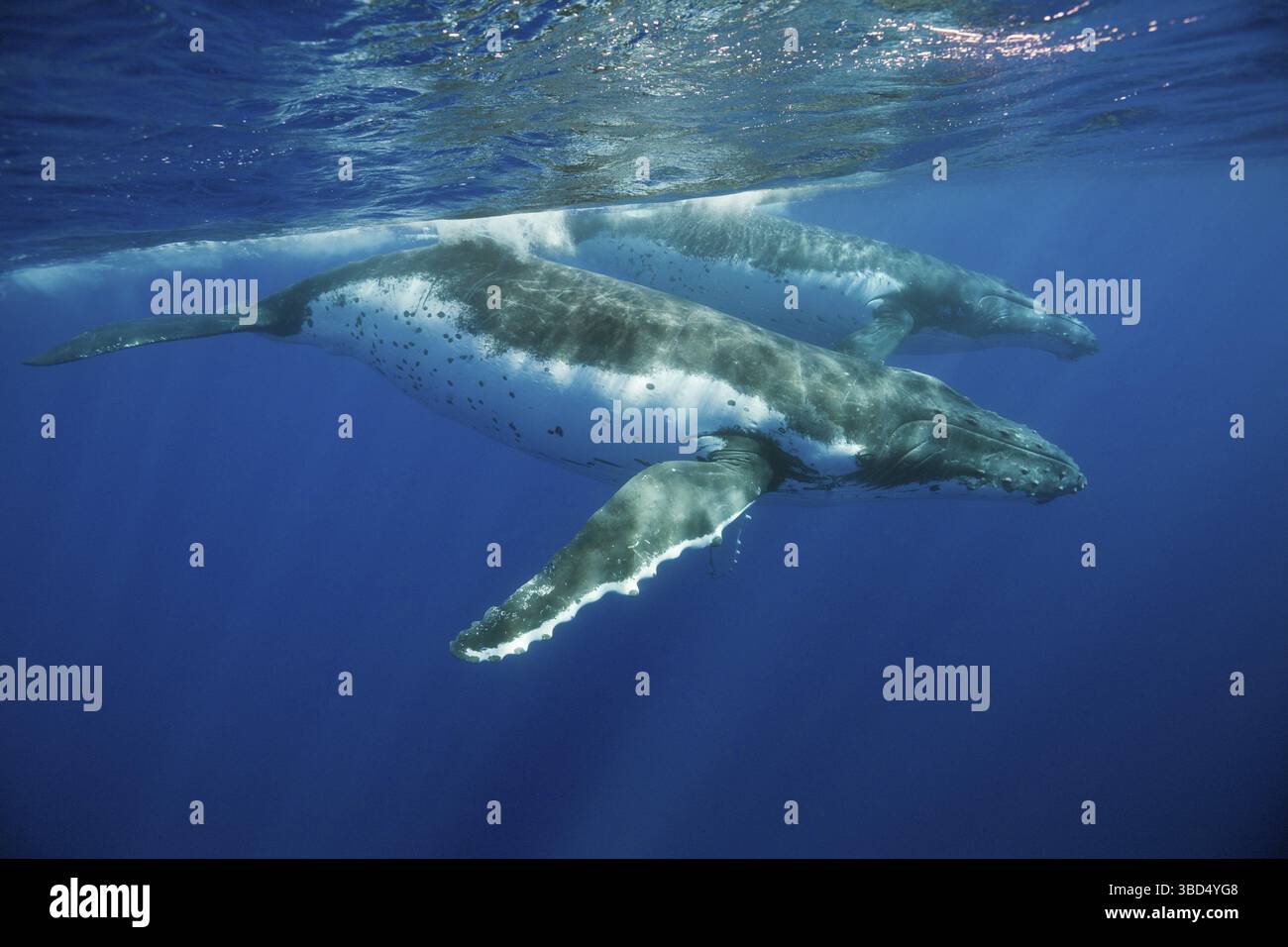 Megaptera Pair of humpback whales, Megaptera novaeangliae, Moorea, French ...