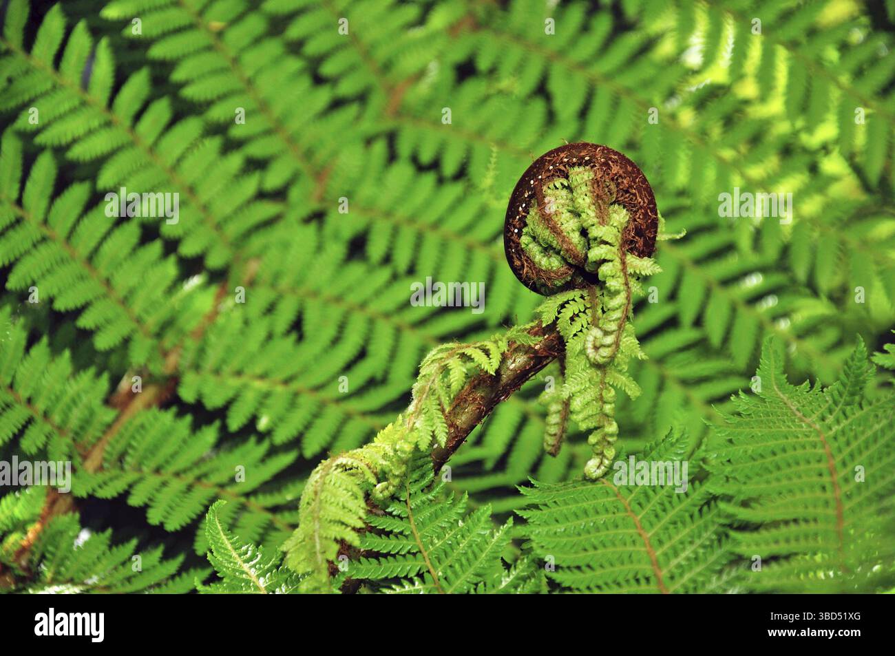 Maori koru hi-res stock photography and images - Alamy
