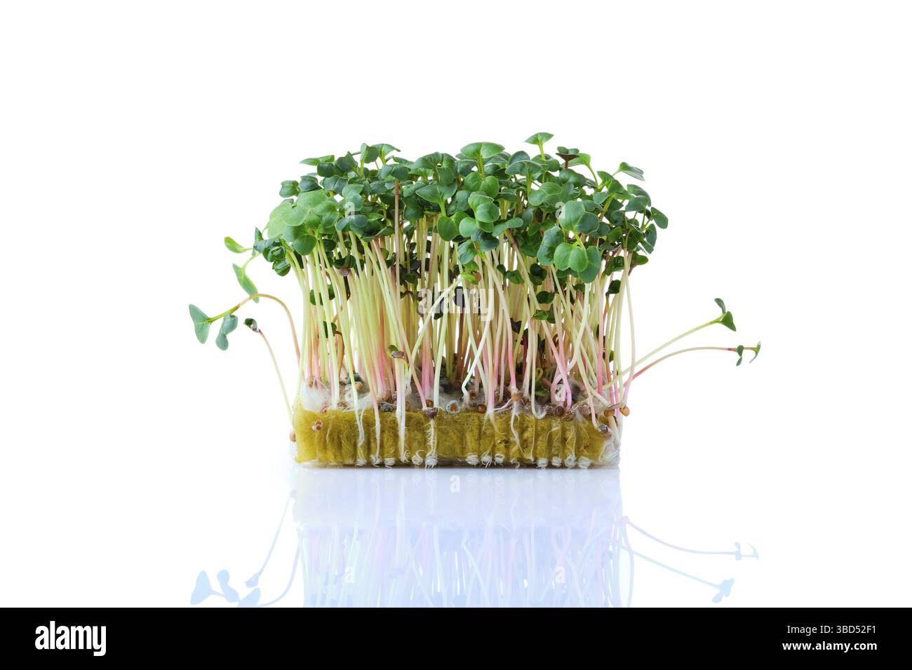 Fresh microgreens. Sprouts of radish daikon isolated on white background Stock Photo