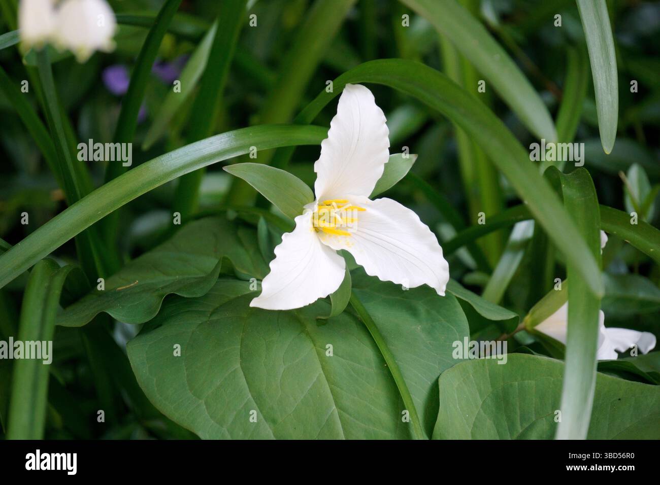 Close up of a Western White Trillium (Trillium ovatum), Pacific Trillium or Wake Robin flower, British Columbia, Canada Stock Photo
