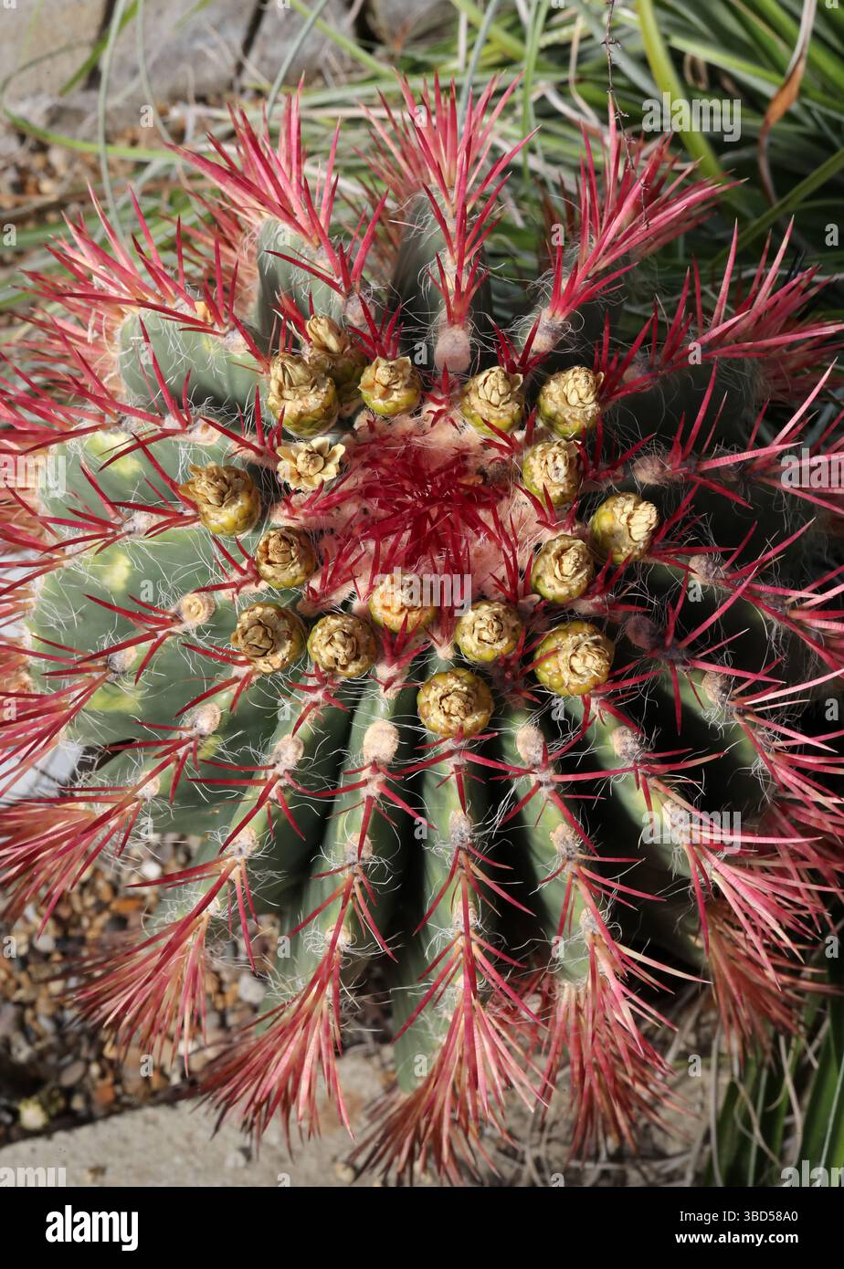 golden ball cactus Lemon Ball Cactus Parodia leninghausii 1 Gal