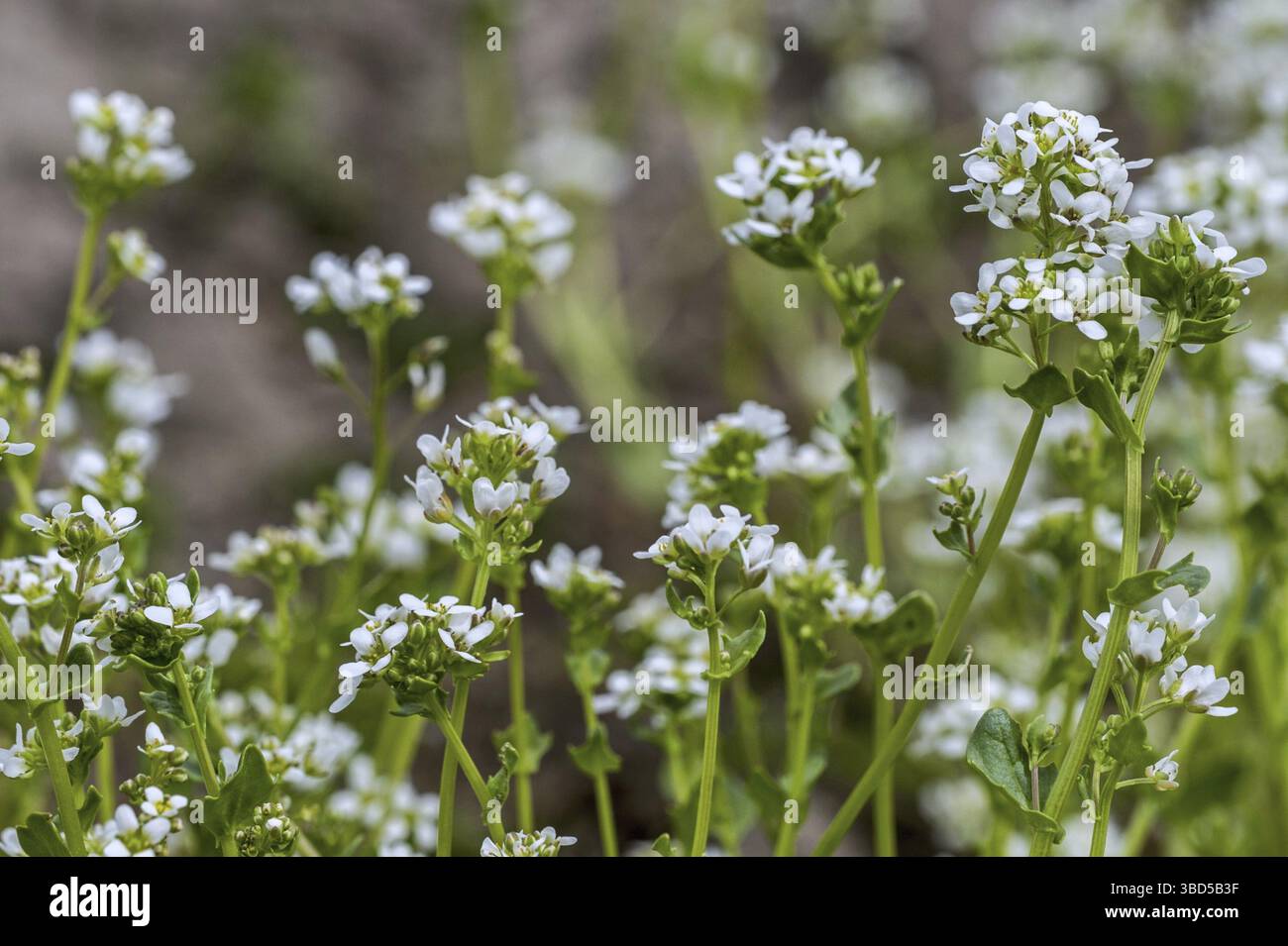 Common scurvygrass (Cochlearia officinalis), scurvy-grass, spoonwort in ...