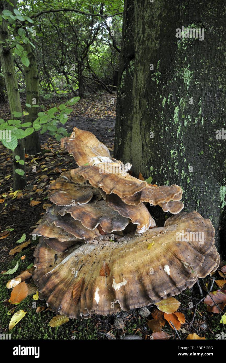 Giant Polycore Giant polypore bracket fungus, black-staining polypore (Meripilus ...