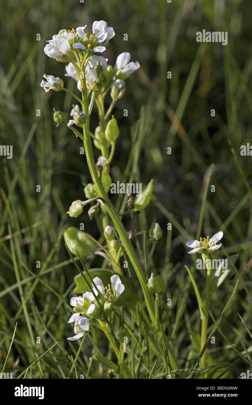 Scarvey English scurvy-grass, Long-leaved scurvy grass (Cochlearia anglica ...