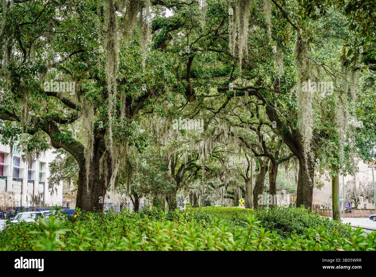 View down the street lined with southern oaks in Savannah, GA Stock Photo