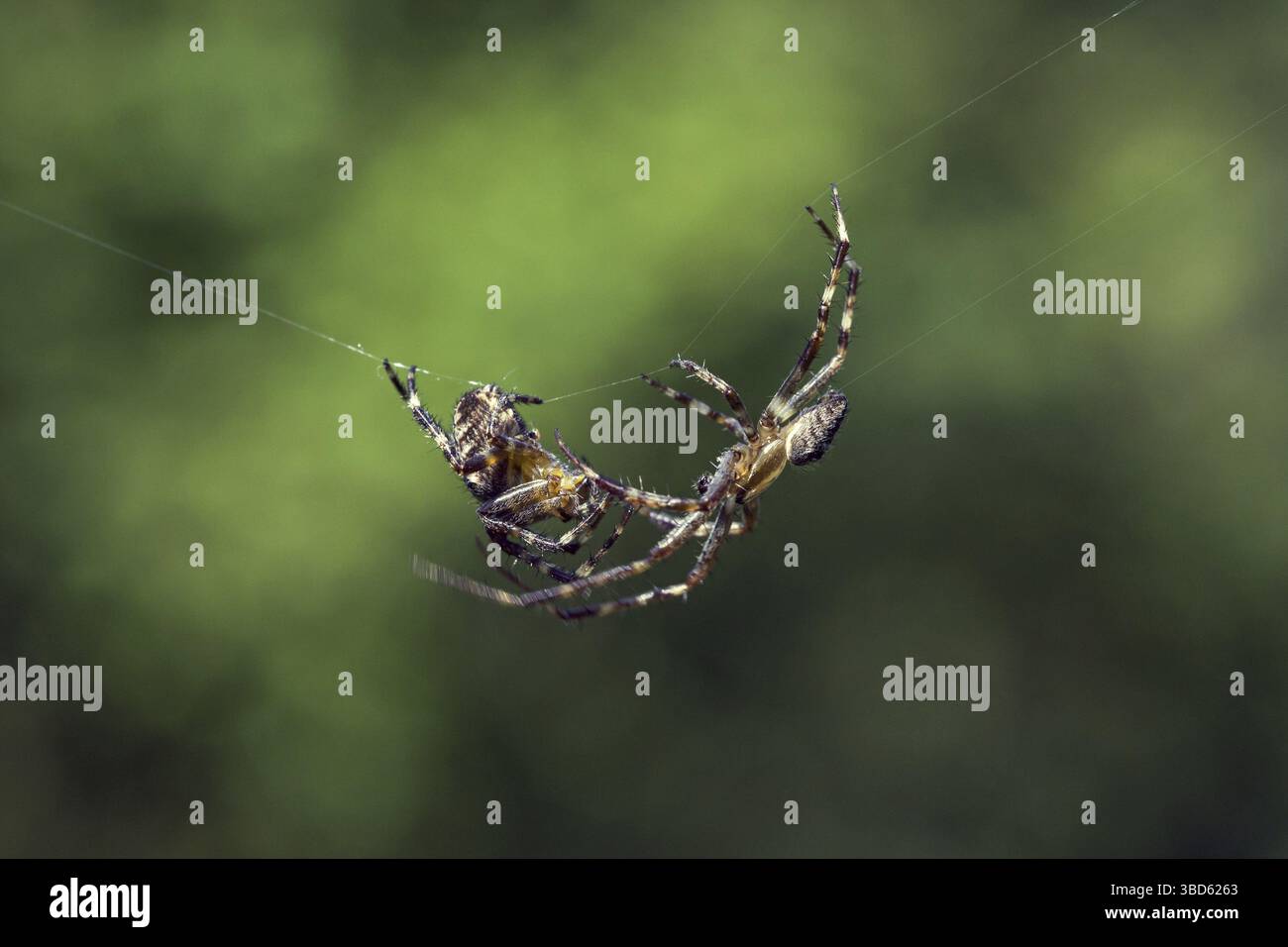 Spinder Croos European garden spiders, diadem spider, cross spider, cross orbweaver ...