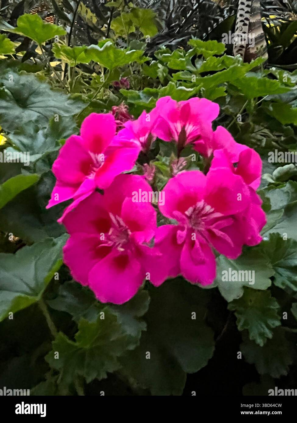 Flowers at the Gardens by the Bay in Singapore where flowers are kept in a dome. - Smartphone Captured Stock Image