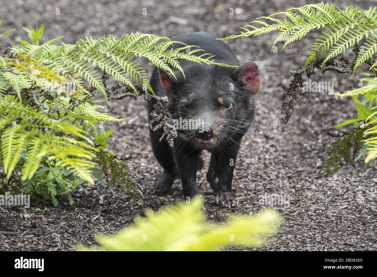 Tasmanian Devil Sarcophilus Harrisii Largest Carnivorous Marsupial 