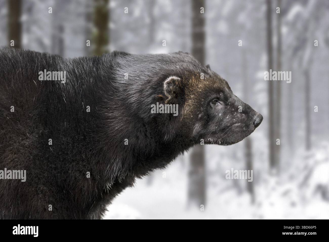 Wolverine snow hunt hi-res stock photography and images - Alamy