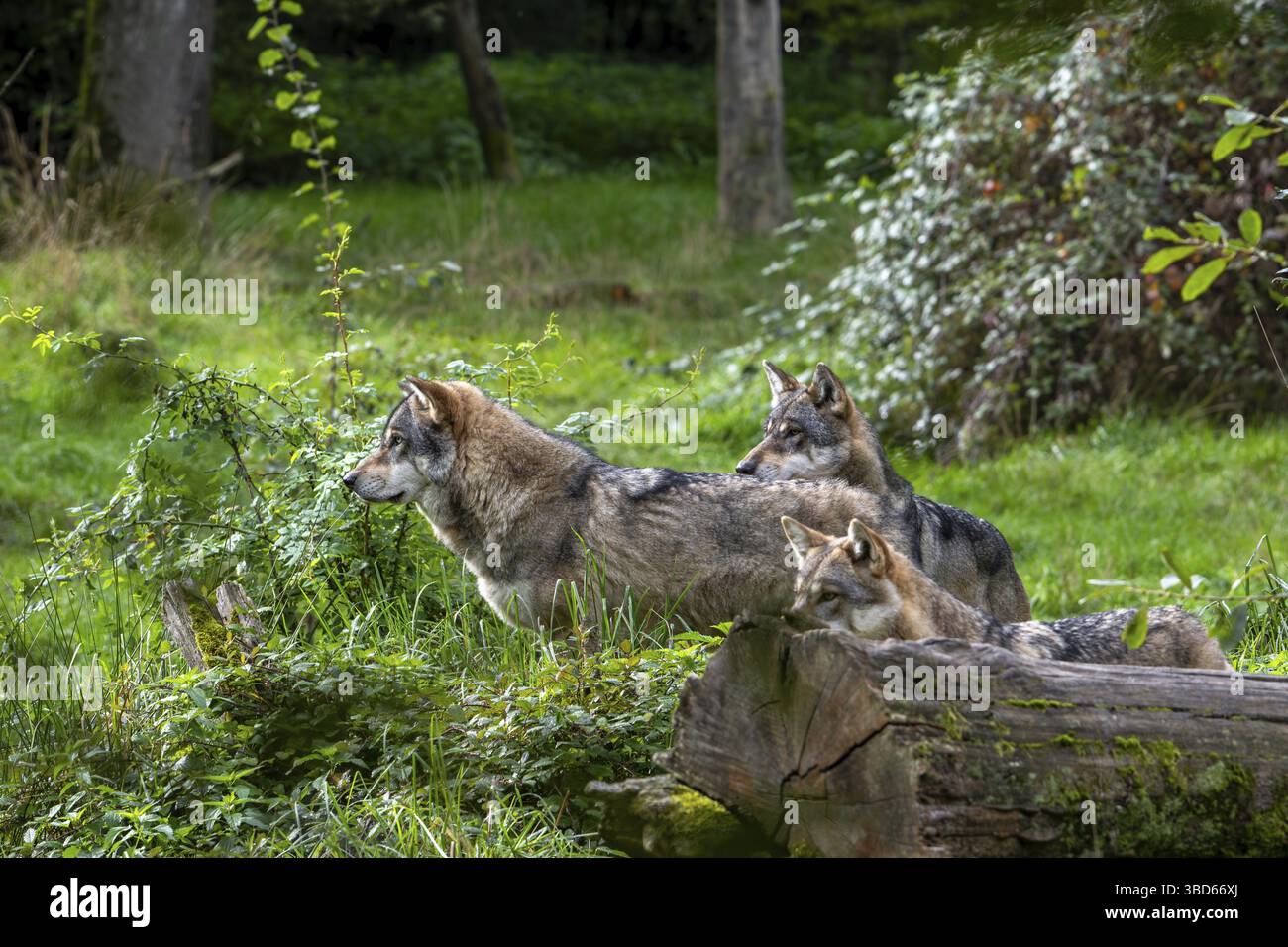 Wolf pack of three Eurasian wolves, European grey wolves (Canis lupus ...