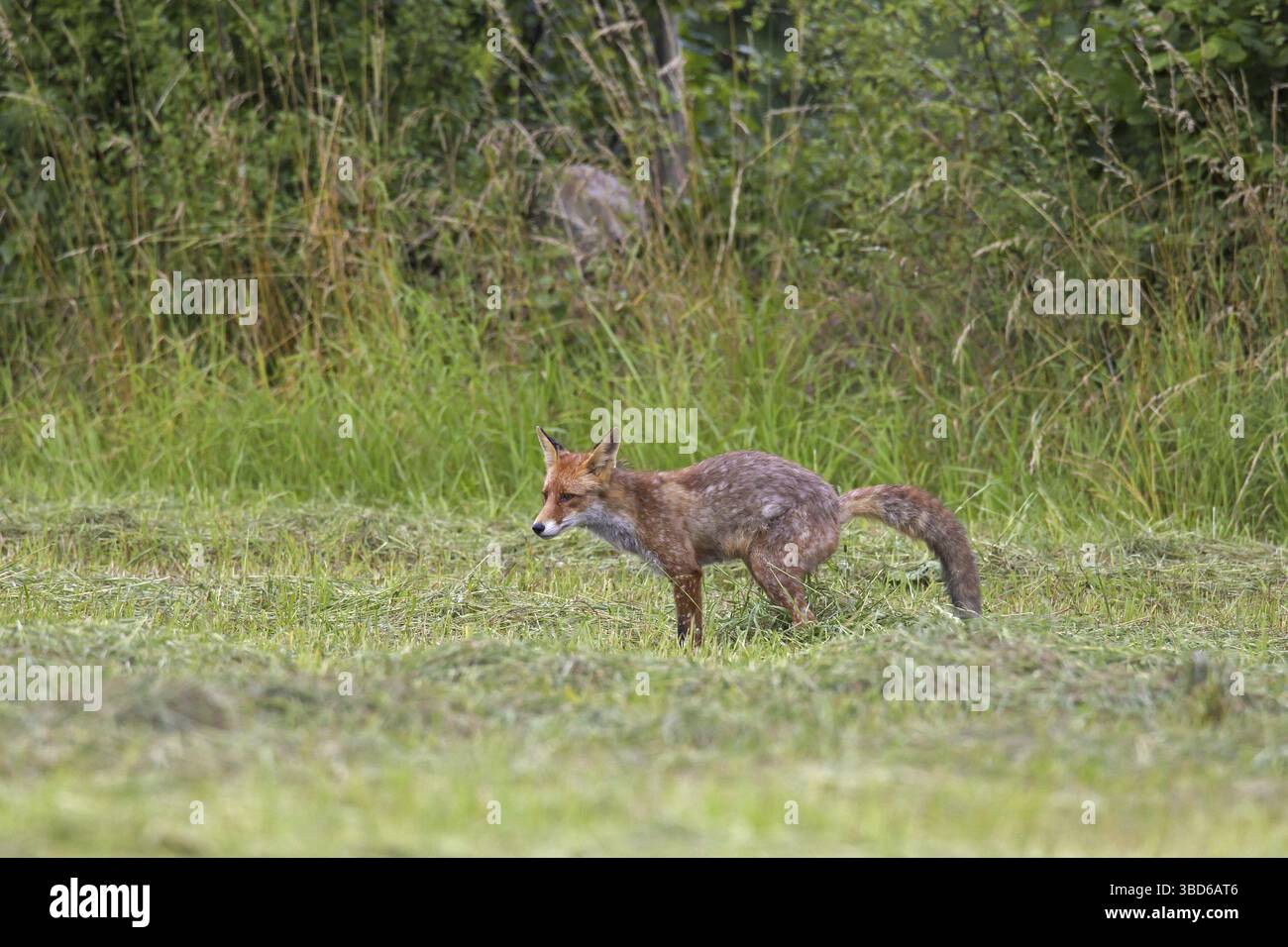 Defecating in open hi-res stock photography and images - Alamy